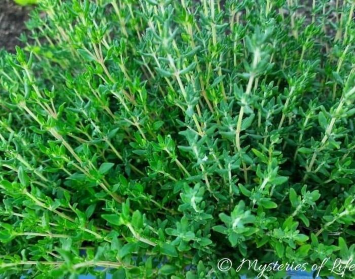 Tymianek w ziołowniku - młode, zielone pędy.