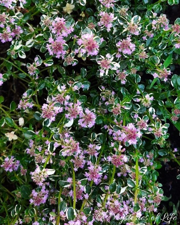 Tymianek o ozdobnych liściach w czasie kwitnienia w ziołowniku