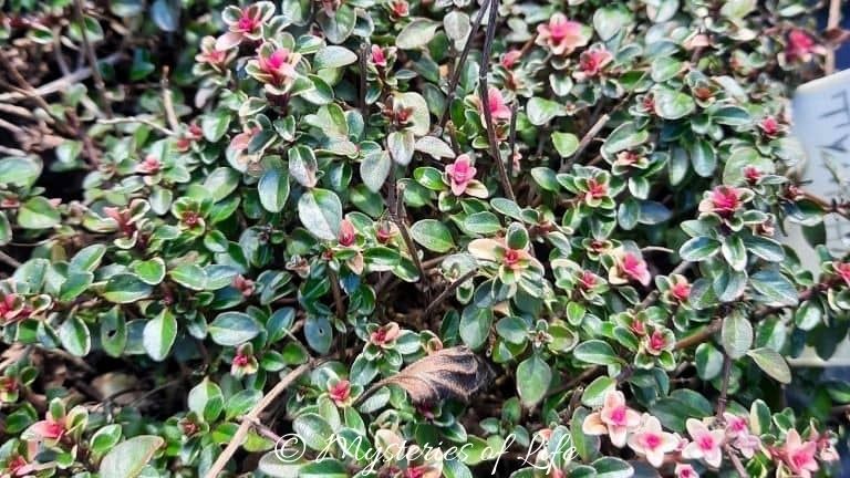 Przebarwiające się w zimie liście tymianku ozdobnego