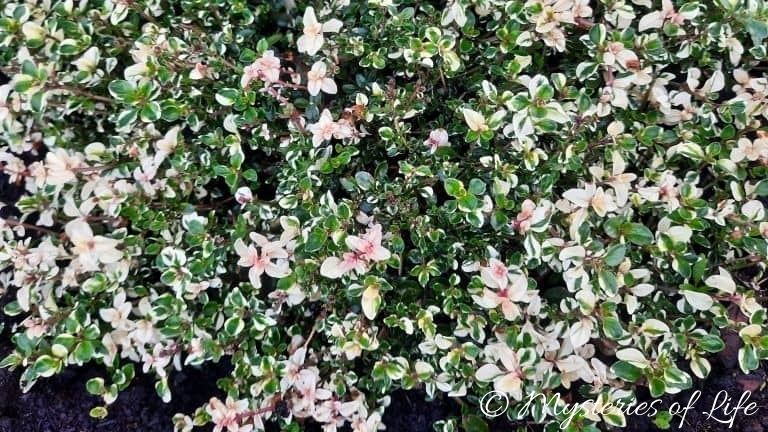 Ozdobne, młode przyrosty pędów tymianku o ozdobnych liściach