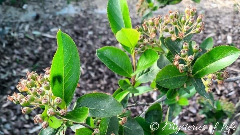 Aronia - zawiązki owoców na krzewie w jagodniku