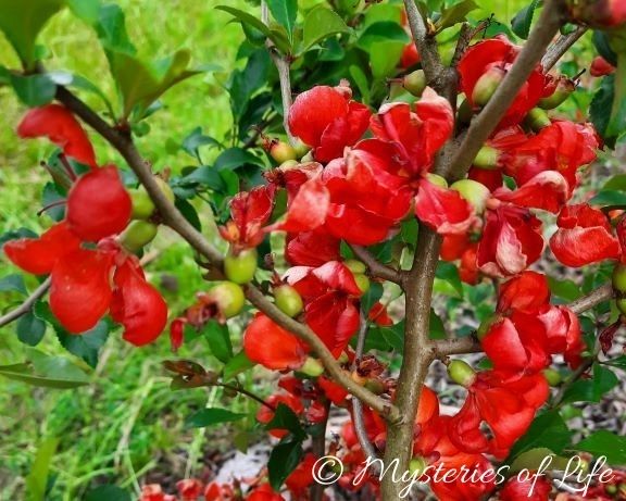 Pigwowiec japoński. Czerwone kwiaty i zielone zawiązki owoców w jagodniku.