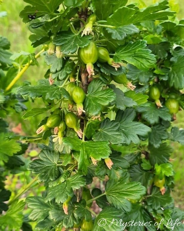 Zawiązki owoców agrestu, niedojrzałe owoce na krzewie agrestu w ogrodzie