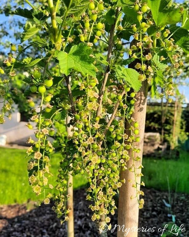 Wiszące na krzaku zawiązki owoców czerwonej porzeczki rosnącej w ogrodzie