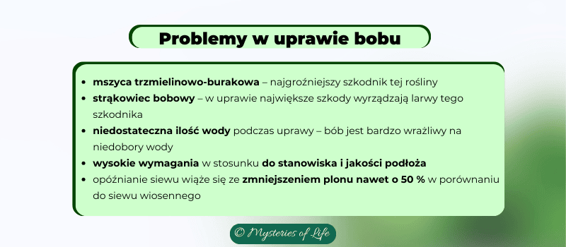 Problemy w uprawie bobu.