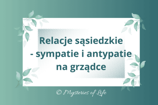 Relacje sąsiedzkie - sympatie i antypatie na grządkach w ogrodzie