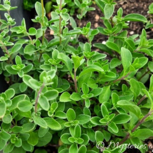 Majeranek ogrodowy rosnący w podwyższonej grządce.