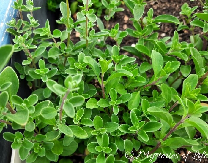 Majeranek ogrodowy rosnący w podwyższonej grządce.