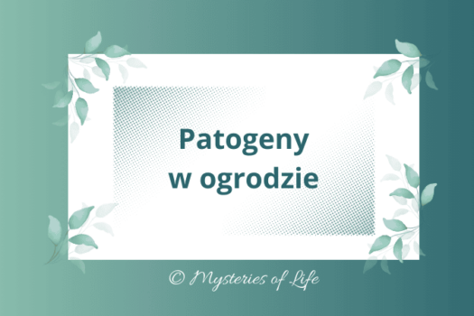 Jakie patogeny niszczą rośliny w ogrodzie. Patogeny grzybowe, wirusowe i bakteryjne.