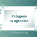 Jakie patogeny niszczą rośliny w ogrodzie. Patogeny grzybowe, wirusowe i bakteryjne.