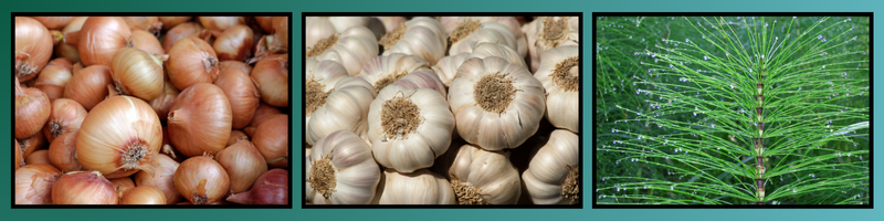 Czosnek, cebula i skrzyp polny nadają się do przygotowania naparu.