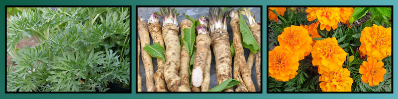 Piołun, chrzan, aksamitki nadają się do przygotowania wyciągu.