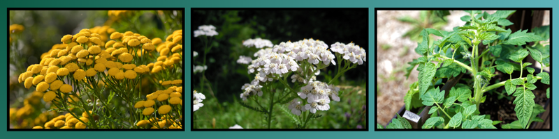 Wrotycz, krwawnik i liście pomidora przeznaczone do przygotowania wywaru.