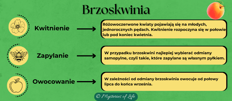 Kiedy brzoskwinia owocuje, kiedy kwitnie i w jakim terminie zapylane są jej kwiaty.