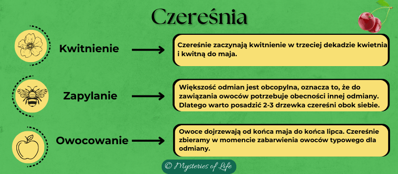 Kiedy rozpoczyna się okres kwitnienia czereśni, czas jej zapylania oraz w jakim terminie wydaje owoce.