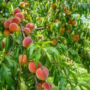 Brzoskwinia z pięknymi, dobrze wybarwionymi owocami w sadzie