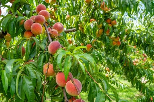 Brzoskwinia z pięknymi, dobrze wybarwionymi owocami w sadzie