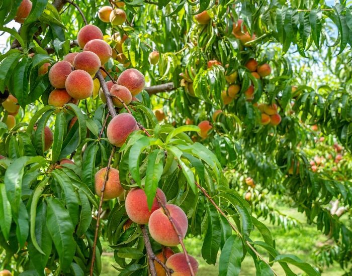 Brzoskwinia z pięknymi, dobrze wybarwionymi owocami w sadzie