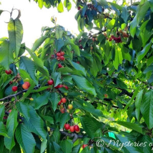 Drzewo czereśni w sadzie na działce.