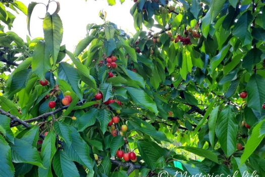 Drzewo czereśni w sadzie na działce.