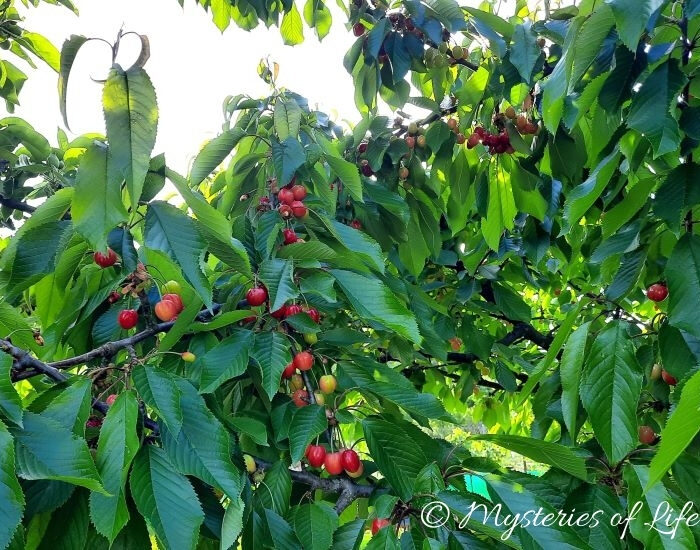 Drzewo czereśni w sadzie na działce.