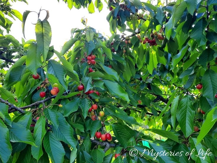 Drzewo czereśni w sadzie na działce.