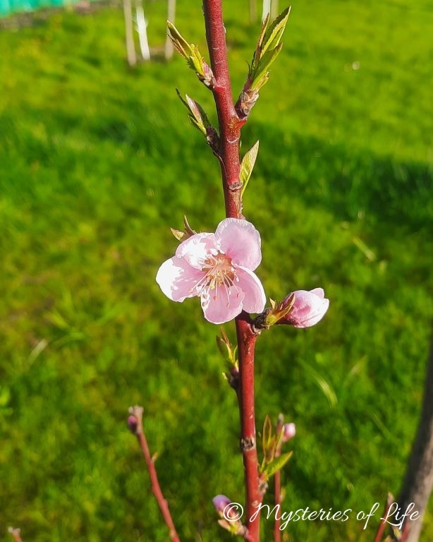 Kwiaty brzoskwini na młodym drzewku w posadzonym w ogrodzie.