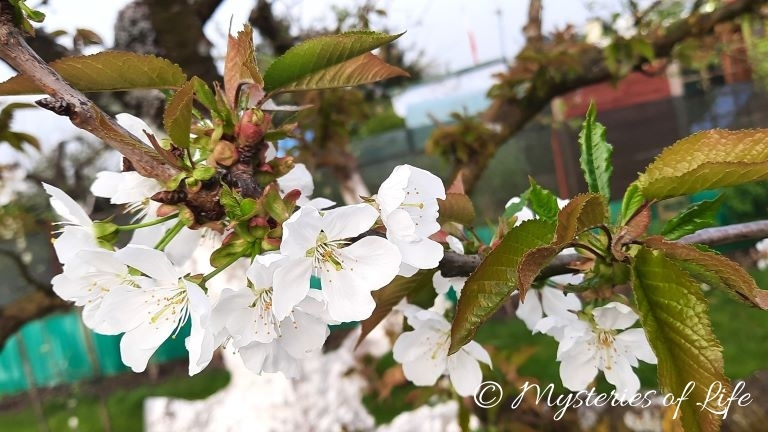 Czereśnia w pełni kwitnienia.