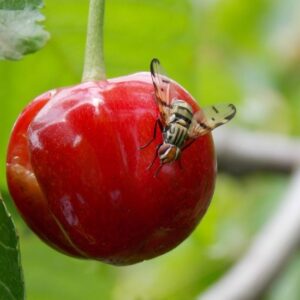Nasionnica trześniówka - dorosła samica składająca jajo na owocu czereśni lub wiśni.
