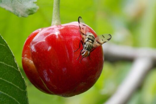 Nasionnica trześniówka - dorosła samica składająca jajo na owocu czereśni lub wiśni.