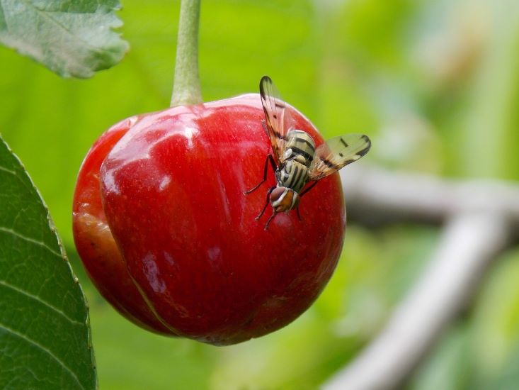 Nasionnica trześniówka - dorosła samica składająca jajo na owocu czereśni lub wiśni.