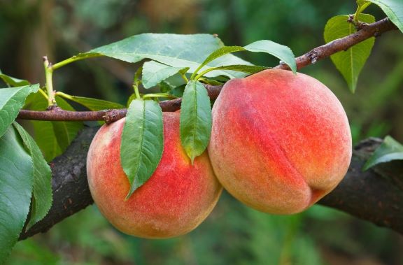 Owoce brzoskwini z omszoną skórką pokryte czerwonym rumieńcem.
