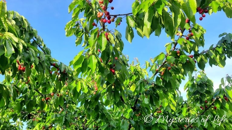 Prawidłowo cięta, obficie owocująca czereśnia.