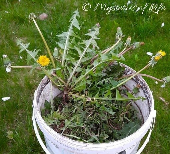 Preparaty roślinne - ziele mniszka lekarskiego przeznaczone na gnojówkę w plastikowym wiadrze.