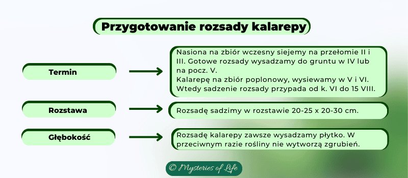 Kalarepa - kiedy i jak przygotować rozsadę; Termin, rozstawa i głębokość sadzenia