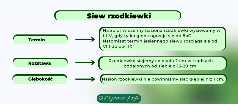 Rzodkiewka i jej wymagania dotyczące siewu