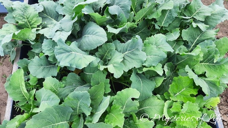 Kalarepa rosnąca na podwyższonej grządce w warzywniku.