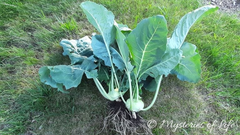 Kalarepa wyrwana z grządki razem z korzeniami