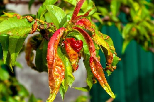 Kędzierzawość liści brzoskwini