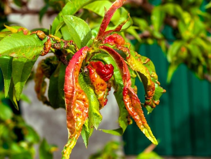 Kędzierzawość liści brzoskwini