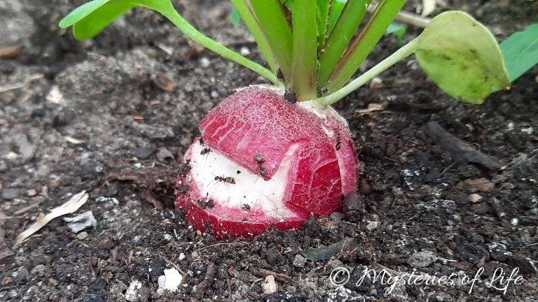 Pękająca rzodkiewka na grządce w warzywniku