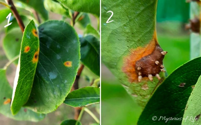 Rdza gruszy - objawy na górnej i dolnej stronie liścia