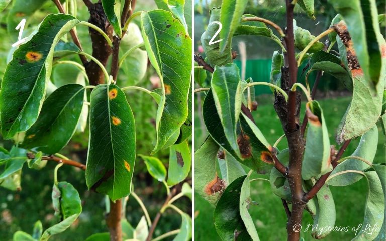 Objawy rdzy gruszy w lipcu i we wrześniu