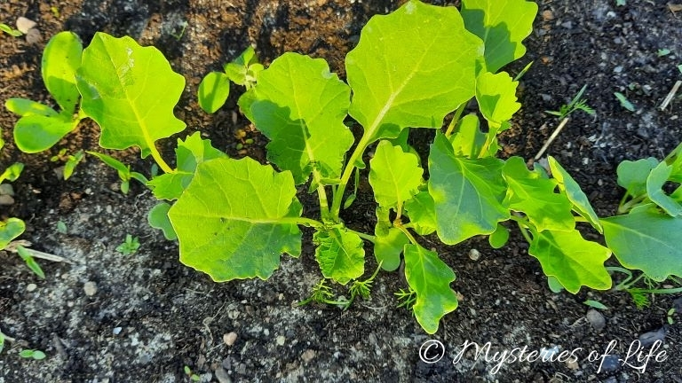 Rozsada kalarepy posadzona na grządce.