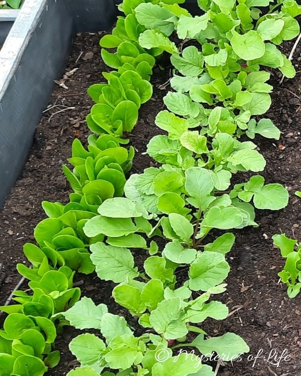 Rzodkiewka i sałata rzymska - uprawa współrzędna na grządce