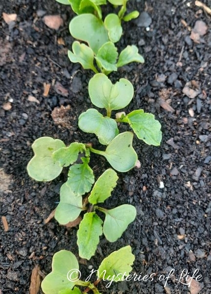 Wschodzące siewki rzodkiewki