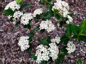 Kwitnące kwiaty na krzewie aronii w ogrodzie