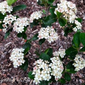 Kwitnące kwiaty na krzewie aronii w ogrodzie