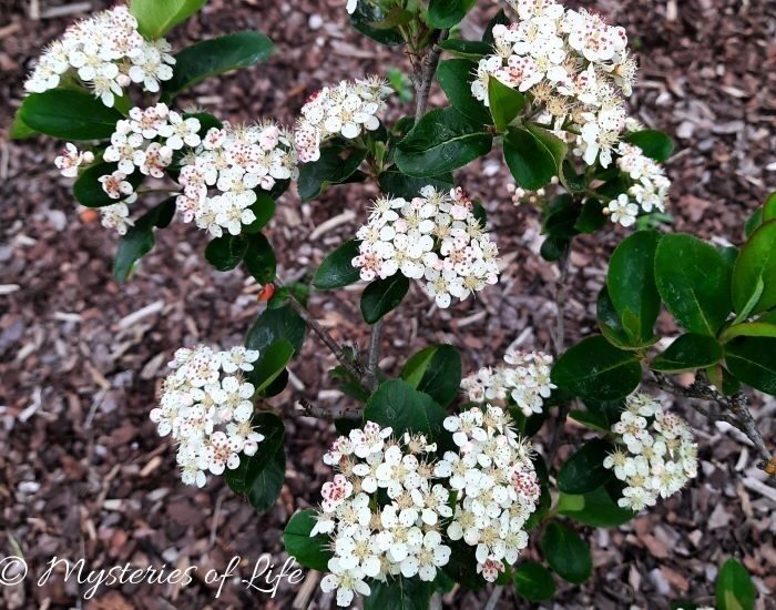 Kwitnące kwiaty na krzewie aronii w ogrodzie