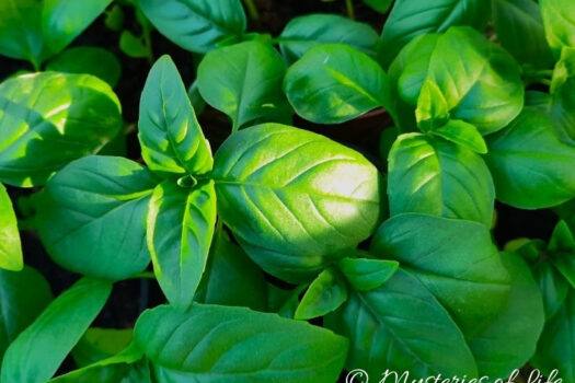 Bazylia pospolita w ogródku ziołowym